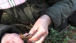 Съедобная Рядовка чешуйчатая - Tricholoma imbricatum