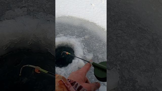 Зимняя рыбалка на окуня 2024-25 открыт.