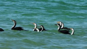 11926659_3840_2160_25fps