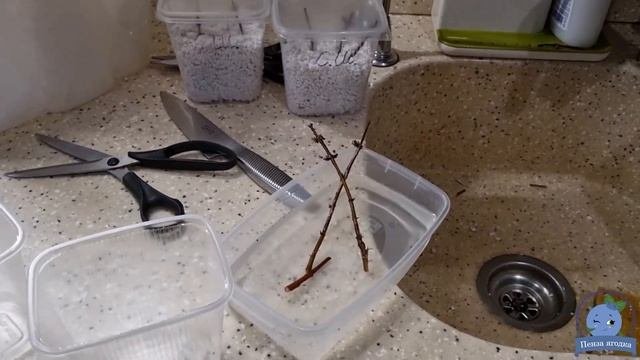 Жимолость. Обрезка саженцев и весеннее черенкование.