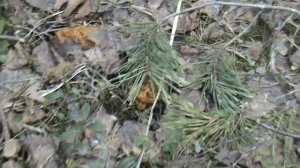 Собираем строчки гигантские. Дневник грибника 13.05.2017 г.