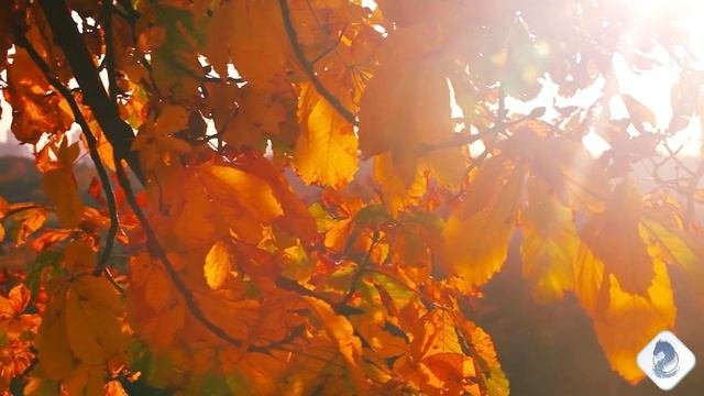 #ВальсРазлуки#Видеоklass#ЖаннаДаценко#НаВолнеМелодии#МелодияКрасоты#ЗолотаяОсень#ОчарованиеОсени#