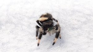 Архитектор