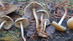Не обходите стороной, он хороший! Hypholoma capnoides - опёнок серопластинчатый