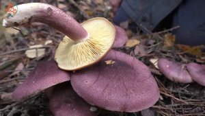 Красивый гриб без вкуса! Рядовка жёлто-красная - Tricholomopsis rutilans.