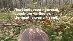 Черноголовики на дальних островах! Дневник грибника 19 сентября 2019 года