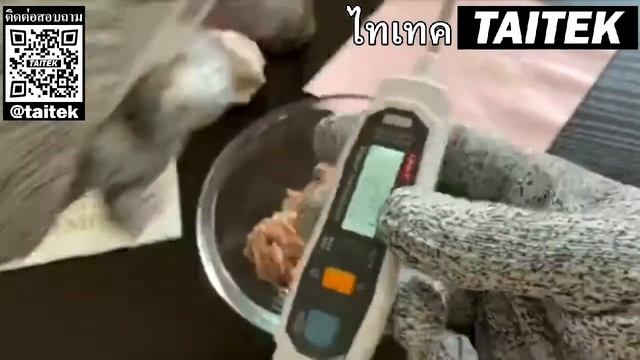 A61 Digital Thermometer เทอร์โมมิเตอร์ เครื่องวัดอุณหภูมิแบบปากกาพกพา เหมาะสำหรับวัดอาหาร น้ำ เนื้อ смотреть онлайн