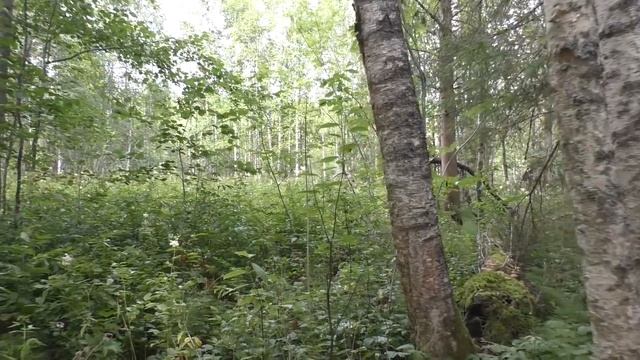 На знакомых опятниках. Летняя волна опят. Дневник грибника 24 июля 2019 года.