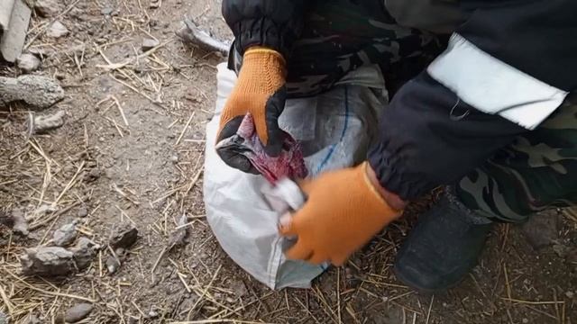 Забой индюков первый опыт.