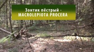 Мастер-класс для новичков. Дневник грибника 26 августа 2018 года. .