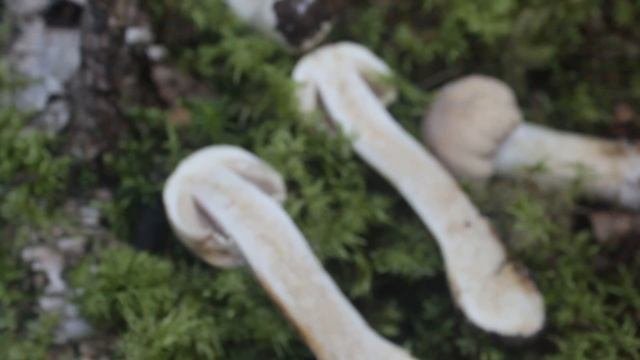 Колпак кольчатый - вкусный гриб. Rozites Caperatus.