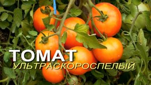 УЛЬТРАСКОРОСПЕЛЫЙ! ОБЗОР СОРТОВ ТОМАТОВ! Советы от ЗЕЛЕНОГО ОГОРОДА!