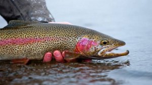 огромная Форель на Ладоге рвет снасти