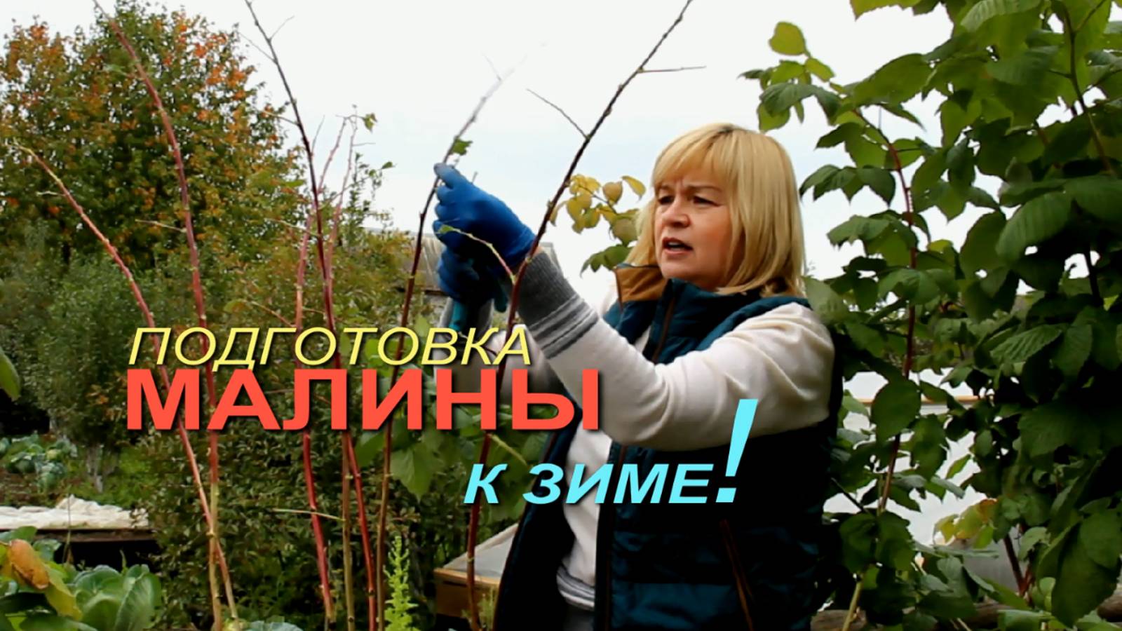 КАК ПРАВИЛЬНО подготовить МАЛИНУ к ЗИМЕ! Советы от ЗЕЛЕНОГО ОГОРОДА!
