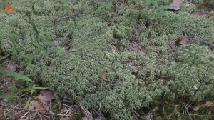 Грибы в анабиозе переживают климатическую "катаклизму". Дневник грибника. 12 июля 2021 года.