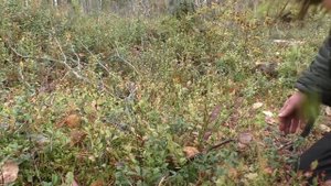 Пришла пора ложноопят. Дневник грибника 2 октября 2018 года.