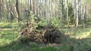 Сморчки, Шапочки, Строчки. Дневник грибника 15 мая 2018 года.