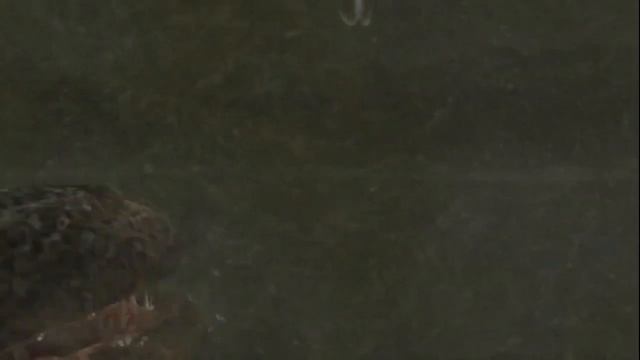 Electronic Gaming Monthly's Best Reviewed Games of 2005 - Defunct Games смотреть онлайн