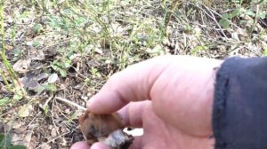 Начало грибного сезона 2018 года. Дневник грибника 11 мая.