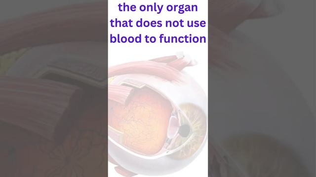 The only organ that does not use blood to function #CORNEA#EYE#ORGAN