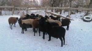 романовские овцы матки