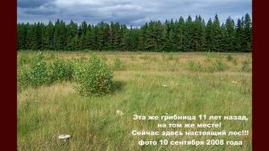 Начало грибной волны. Возвращаемся в город. "Дневник грибника" 29 августа 2018 года.