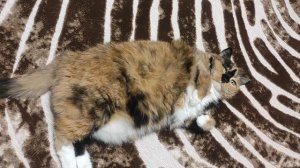 Мышка встречает маму с работы )))