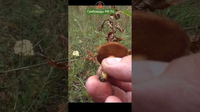 Заменитель перца и паразит Красного мухомора!  Перечный гриб - Chalciporus piperatus.