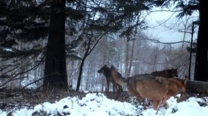 Видео фотоловушки 🐺🐺🐺🐺