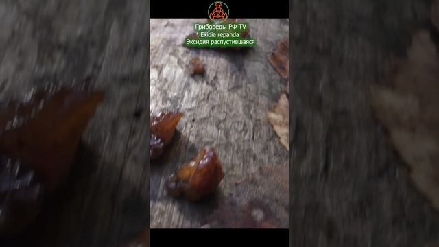 Странный гриб!!! Эксидия распустившаяся - Exidia repanda Fr. смотреть онлайн