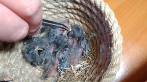 Подкармливание гибридов. #birds