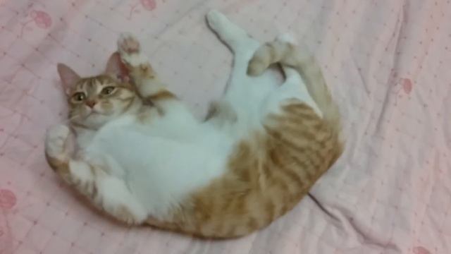 25112016 - Лисса