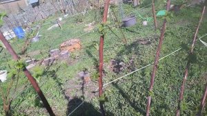 малина Глен Кое,4 год,30.04.24