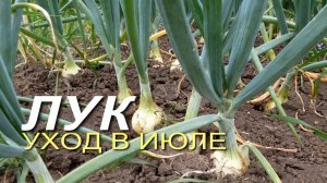 Последняя подкормка и уход за ЛУКОМ-РЕПКИ в июле! Советы от ЗЕЛЕНОГО ОГОРОДА!