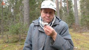 Несъедобна из-за запаха! Рядовка мыльная - Tricholoma  saponaceum.