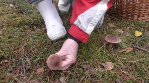 За сутки до морозов и снега! Дневник грибника 26 октября 2019 .