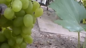 Сорт винограда Ахиллес