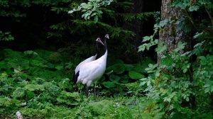 12049488_3840_2160_30fps