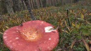 Бор на гриве. Дневник 12 сентября 2017 года.