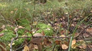 Прочёсываем грибной лес. Дневник грибника 20 сентября 2019 года.