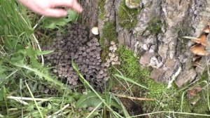 Грибы в городе. Дневник грибника 4 июля 2017 года.