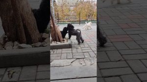 09-11-2024 щенки 4 мес. мальчики находятся в Волгограде