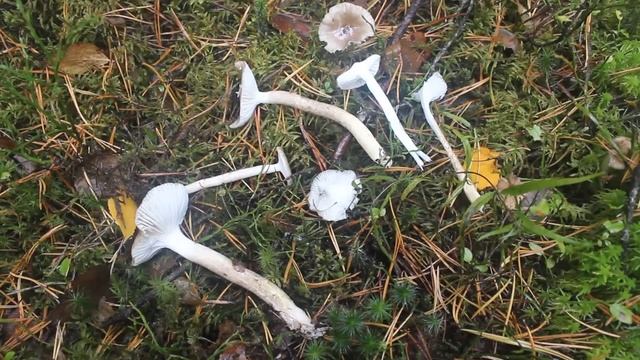 Гигрофор оливково-белый в лесу и на столе смотреть онлайн