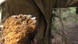 Встречи с грибами и не только..... Дневник грибника 15 июля 2019 г.