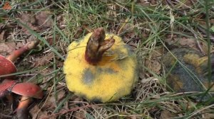 Моховик красный? или Моховик трещиноватый? -  Hortiboletus rubellus или  Xerocomellus chrysenteron?