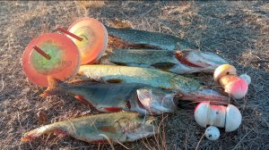 КТО УТАЩИЛ МОЮ КОЛОБАШКУ? Рыбалка хищной рыбы на кружки.