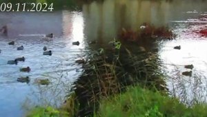 09.11.2024 года. Утки.