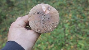 Деликатесный гриб - мухомор серо-розовый