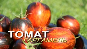 ФАНТАСТИЧЕСКИЙ ТОМАТ, который надо вырастить хотя бы ОДИН раз! Обзор сортов ТОМАТОВ!