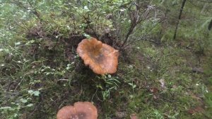 Грибная разведка. Дневник 23 августа 2017 года.